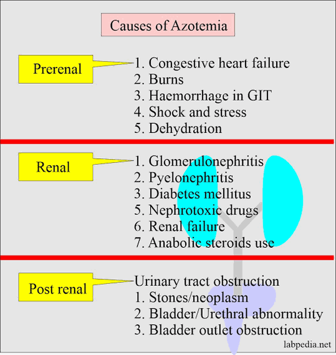 Azotemia causes