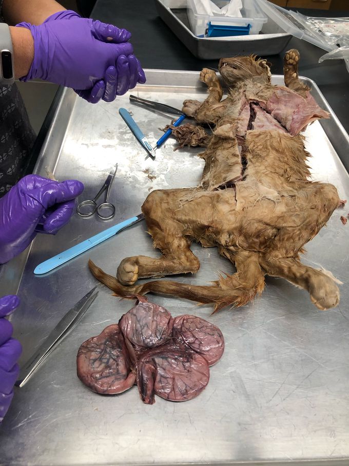 Cat dissection