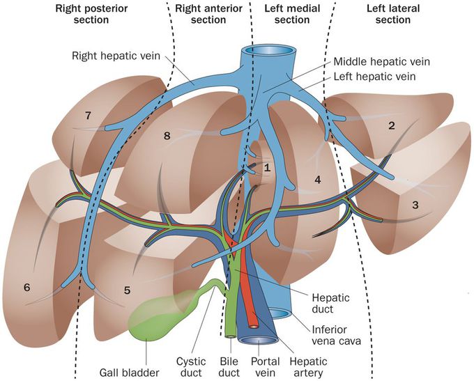 LIVER lobes