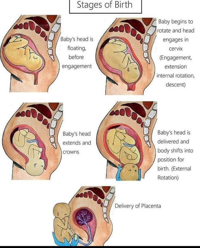 Stages of birth
