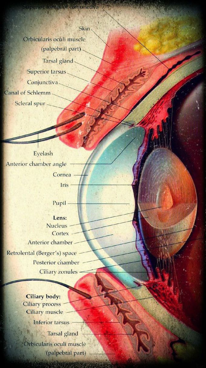 Structure of EYE