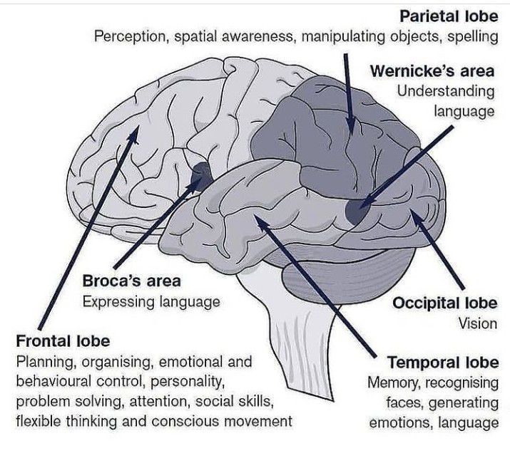 Language Areas of the Brain - MEDizzy