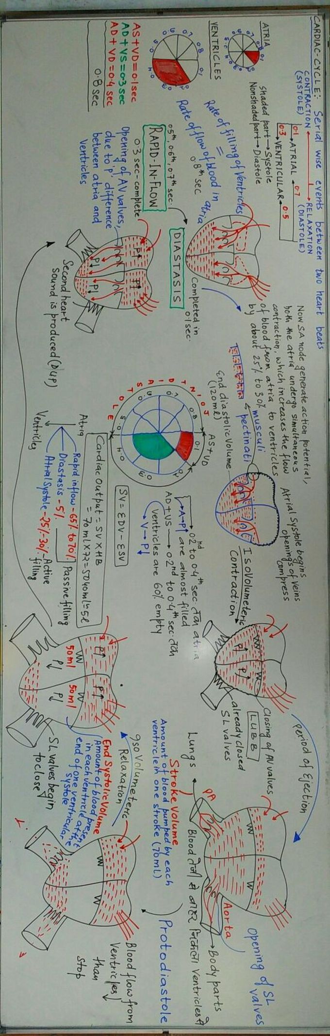 Cardiac cycle