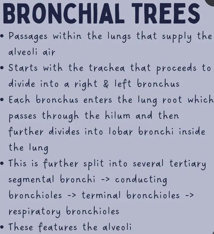 Lung Anatomy III