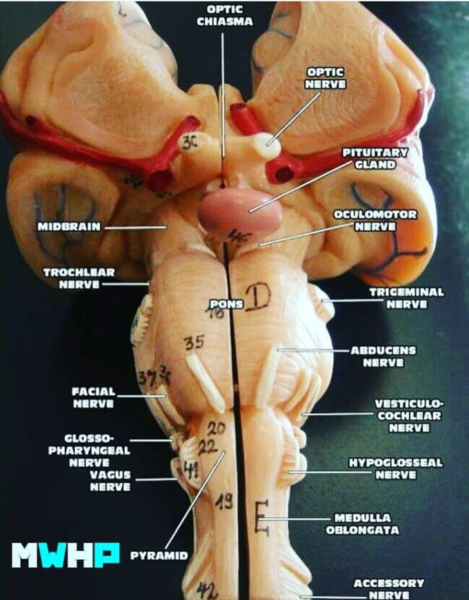 CENTRAL NERVOUS SYSTEM