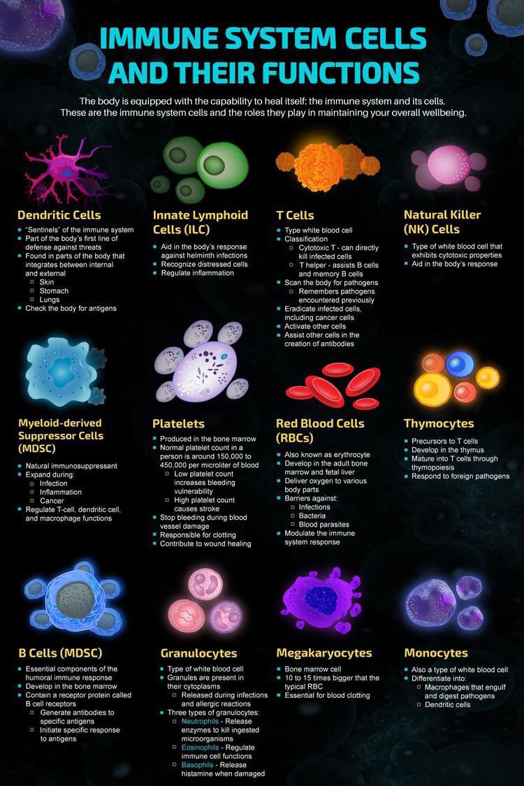 Immune System Medizzy