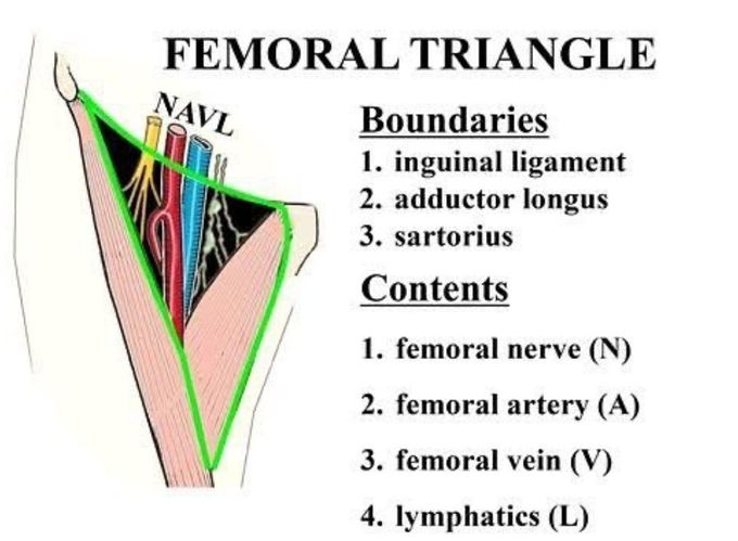 Femoral Triangle