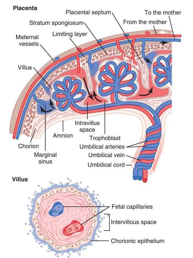 Placenta