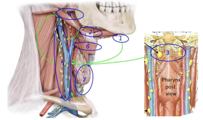 Lymphatic drainage of oral and nasal cavities