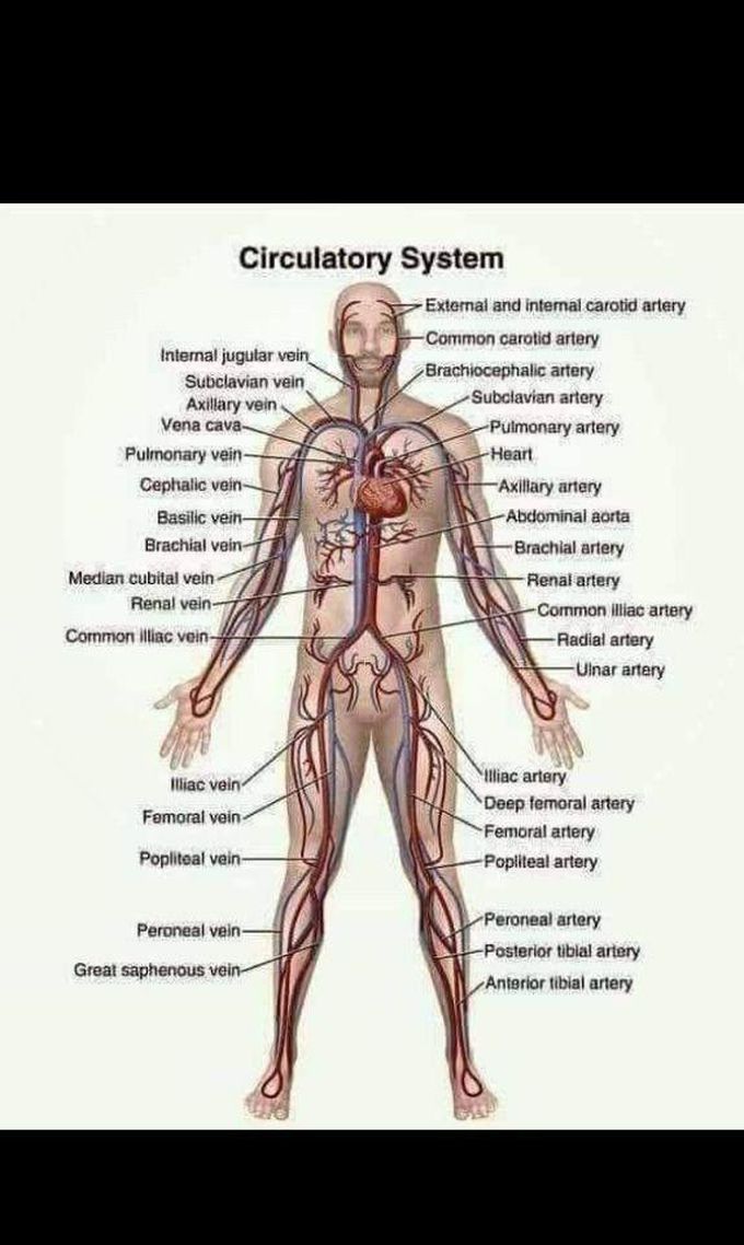 Circulatory system