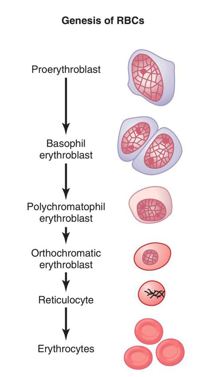 Red blood cells