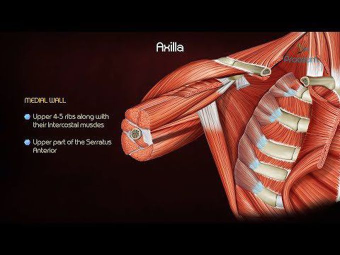 Anatomy of Axilla