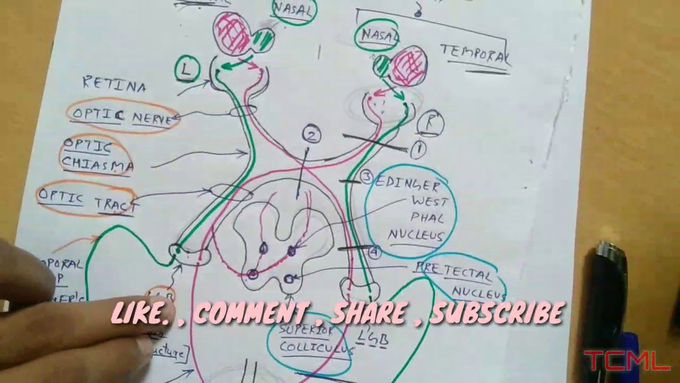Visual Pathway ( Lateral geniculate body ) , PART - 4/4