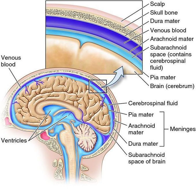 The meninges