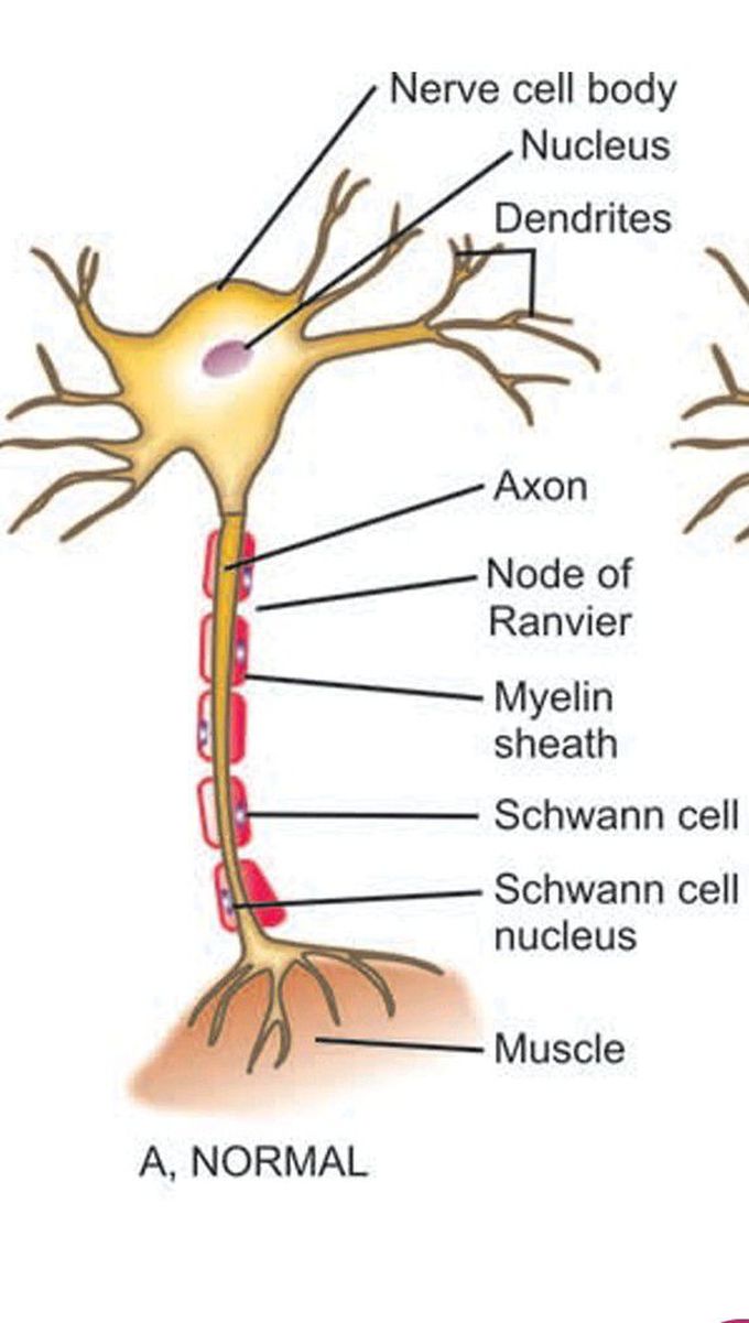 Neuron