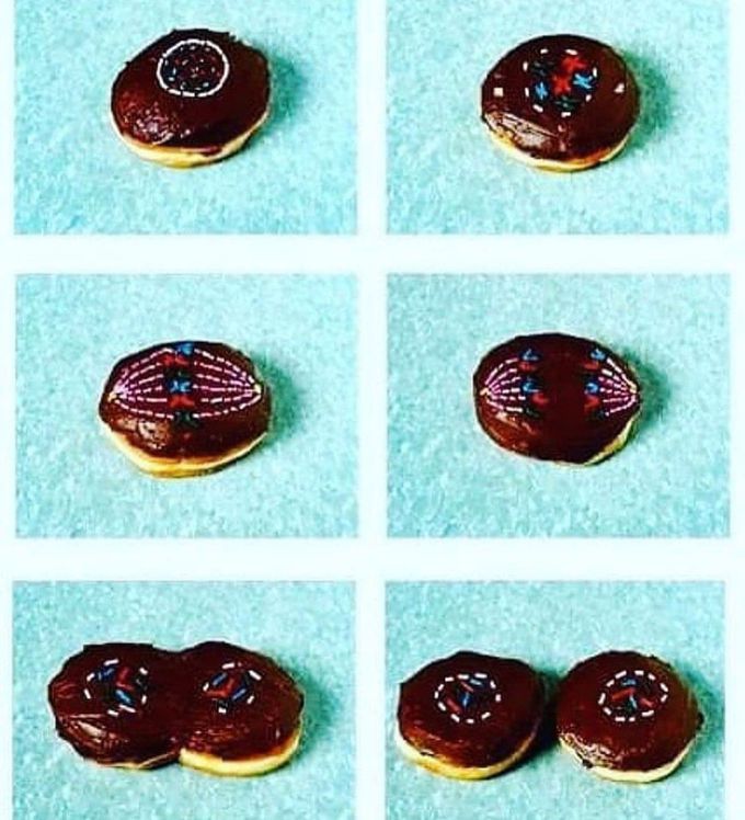 Mitosis