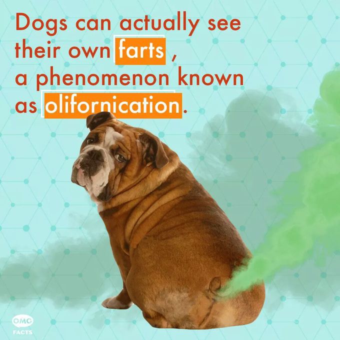 🐕🐕