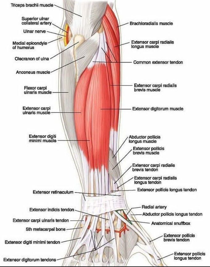 Extensor tendon of the forearm