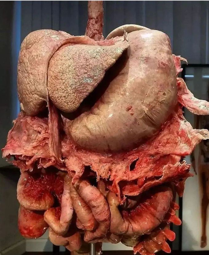 Human Digestive System