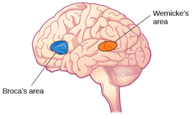 Broca's area