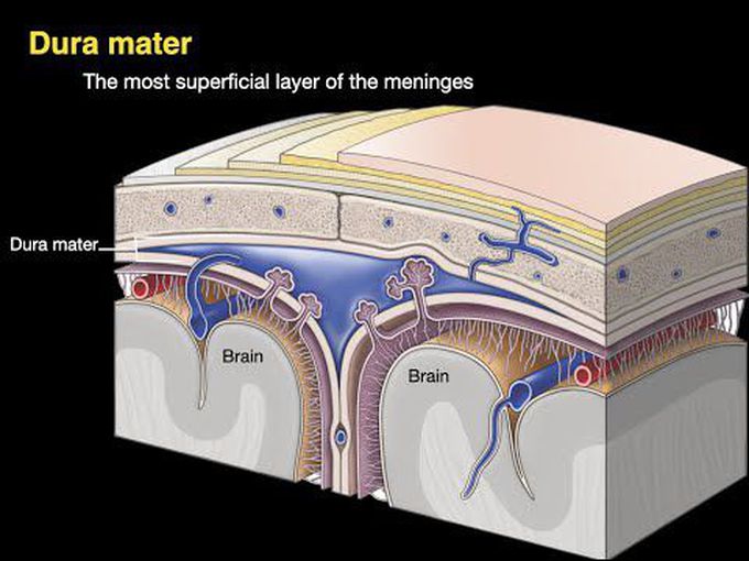 Anatomy of the cranial cavity