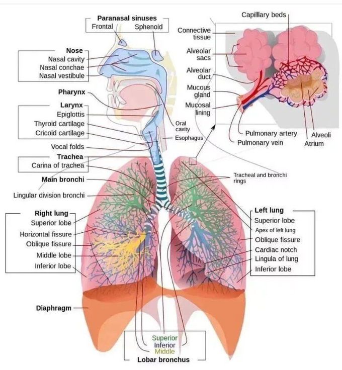 The Respiratory System