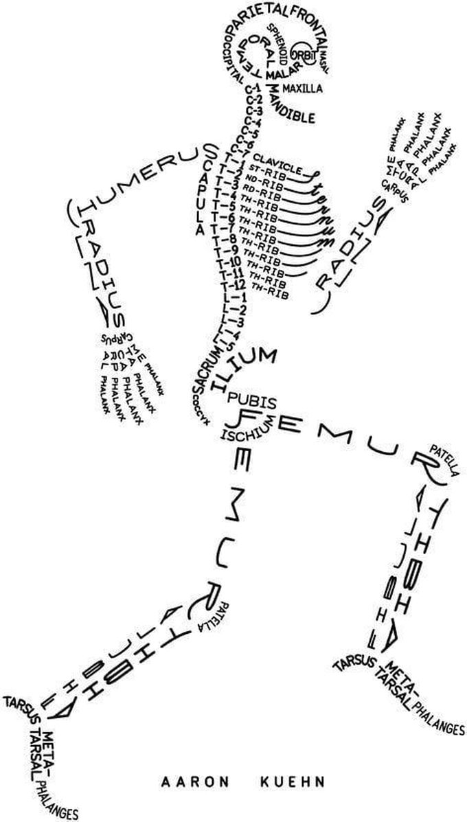 the bones of the body