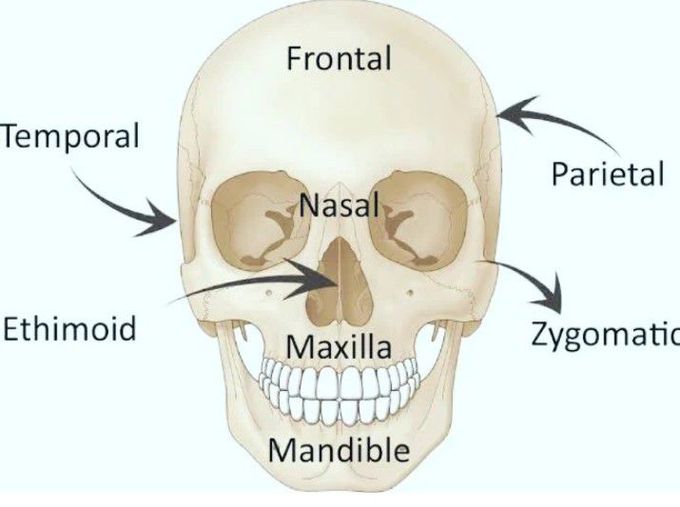 Bones of the Face