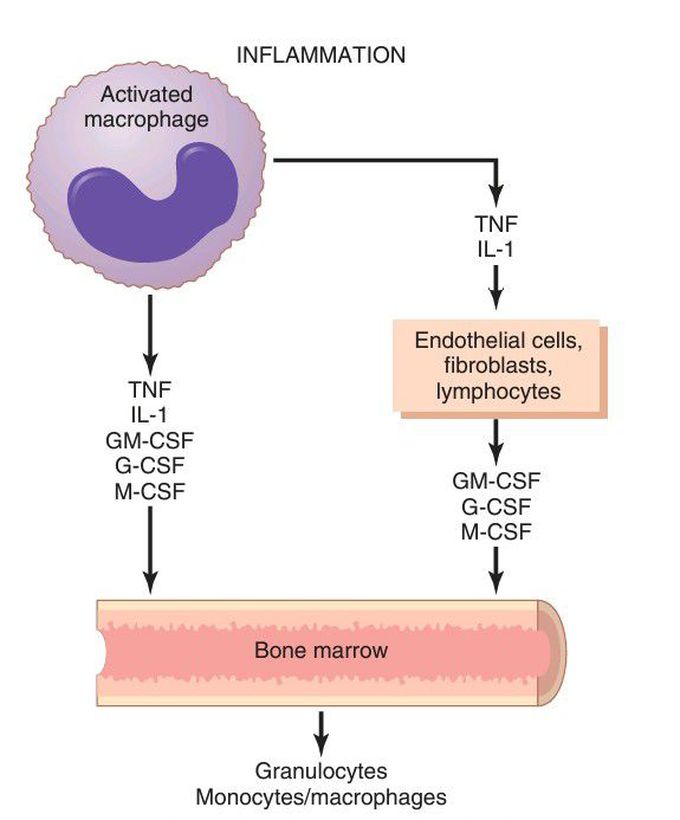 Granulocytes and monocyte-macrophages production