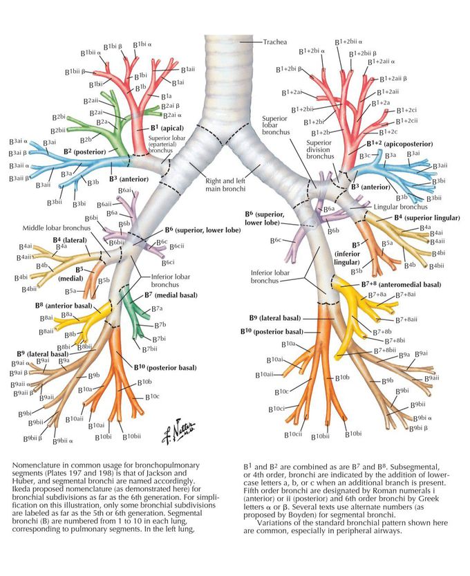 Nomenclature of Bronchi