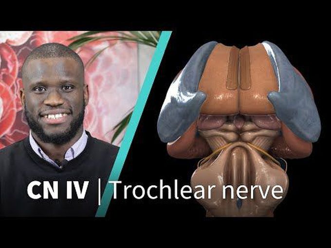 Course and Pathway of Trochlear Nerve