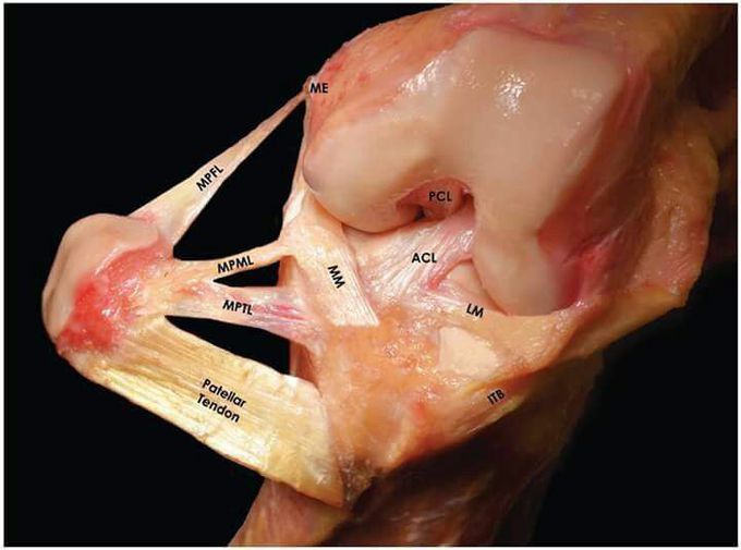Knee joint