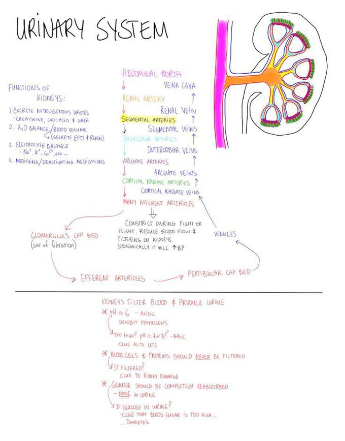 Health Assessment