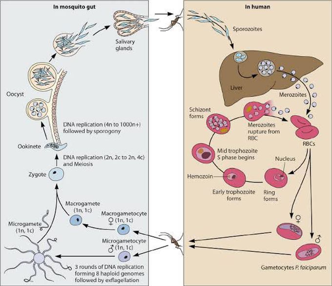 Life Cycle of Plasmodium