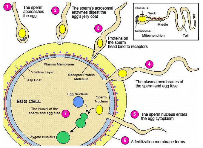 Fertilization