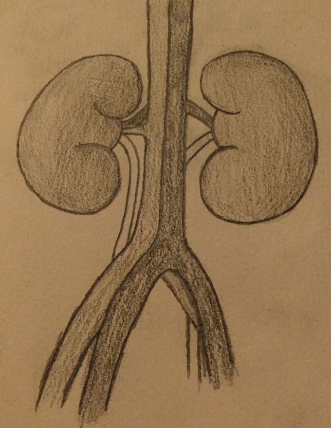 Kidney Sketch