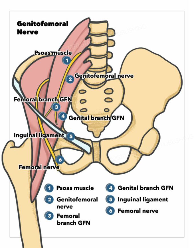 Genitofemoral nerve