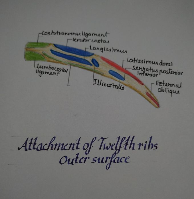 Artistic anatomy..