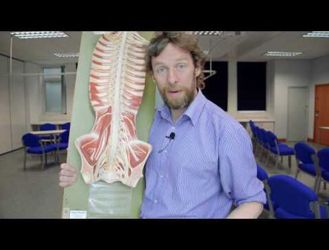 Overview of lumbosacral plexus