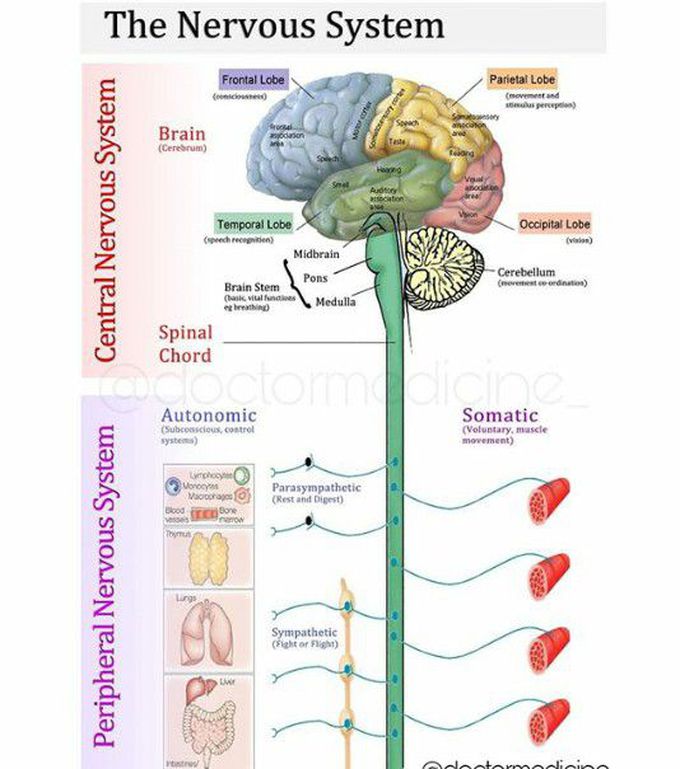 Nervous System