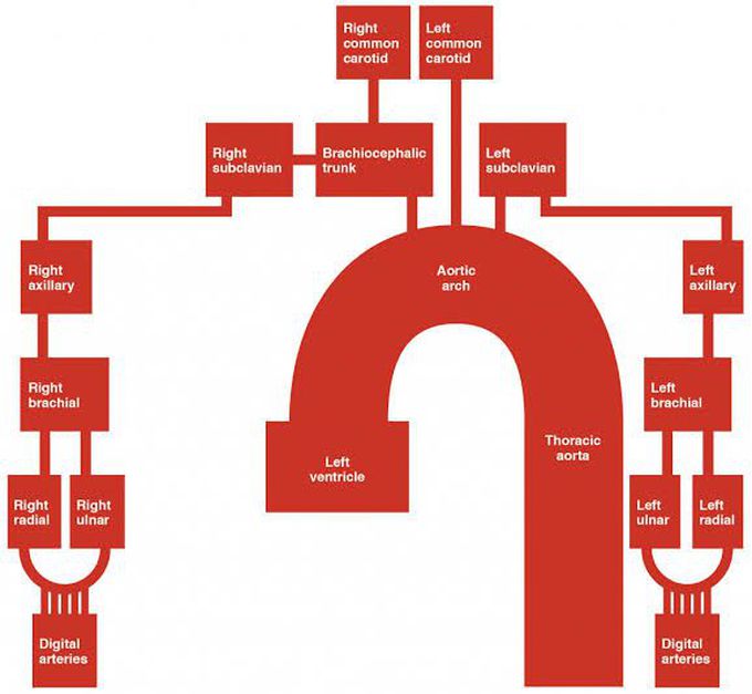 Blood Supply of Upper Limb