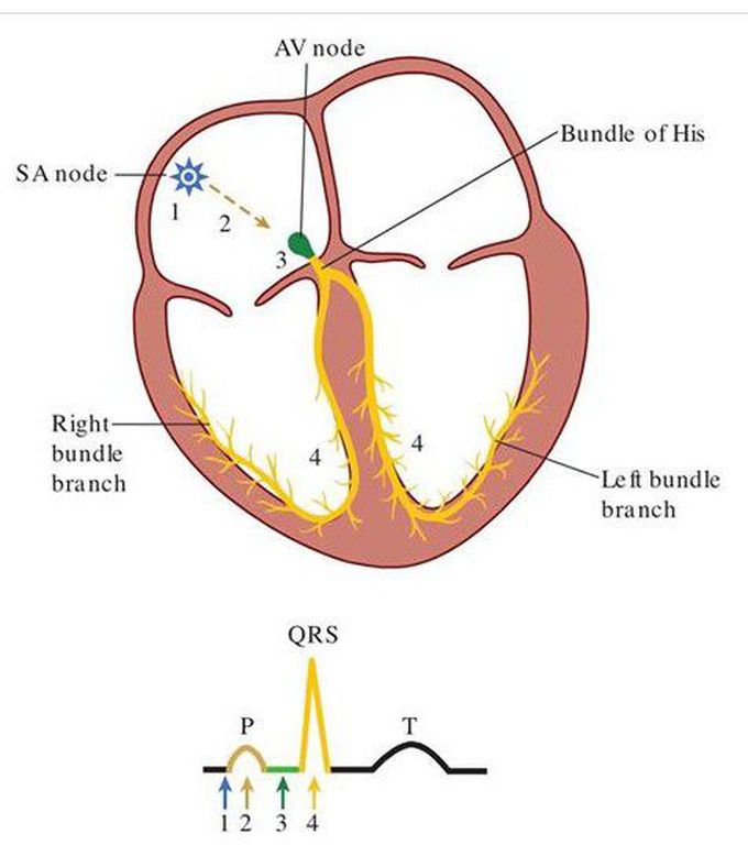 ECG  basic
