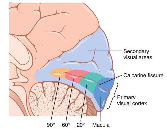 Visual cortex