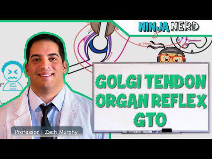 Spinal Cord: Golgi Tendon Organ Reflex (GTO)