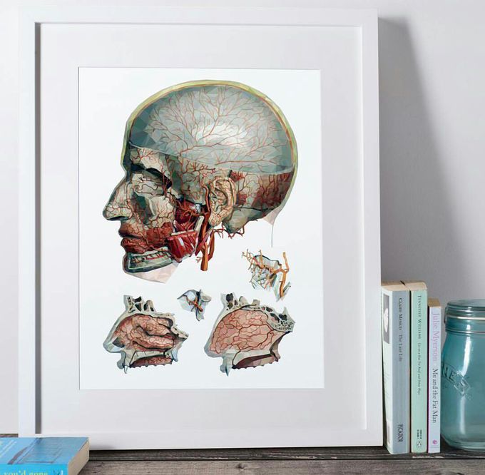 Arterial supply of the head
