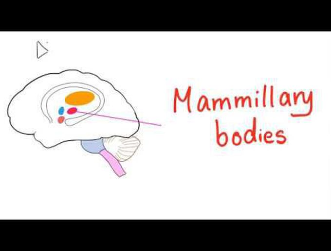 Mammillary Bodies | Neurology | Thiamine Deficiency