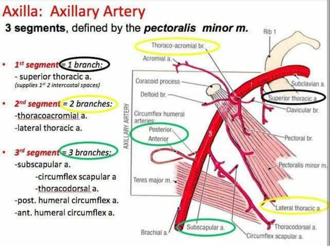 Axillary artery