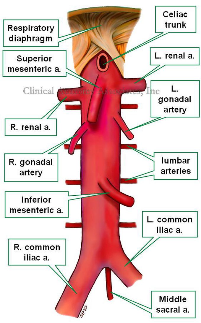 Abdominal Aorta