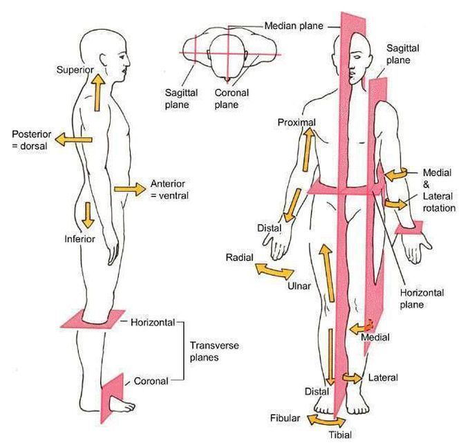 Body Planes
