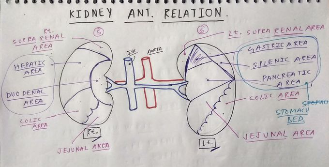 Kidney ( Anterior relation )